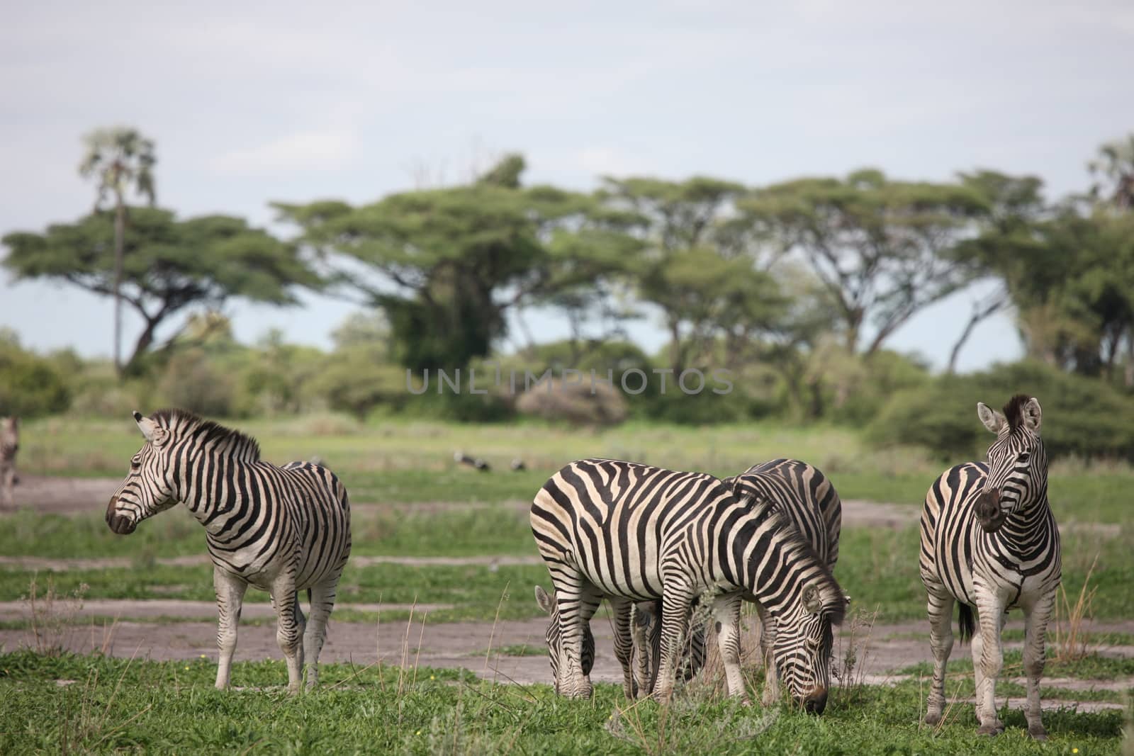 Zebra Botswana Africa savannah wild animal picture by desant7474