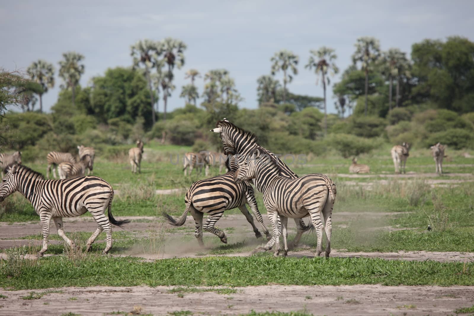 Zebra Botswana Africa savannah wild animal picture by desant7474