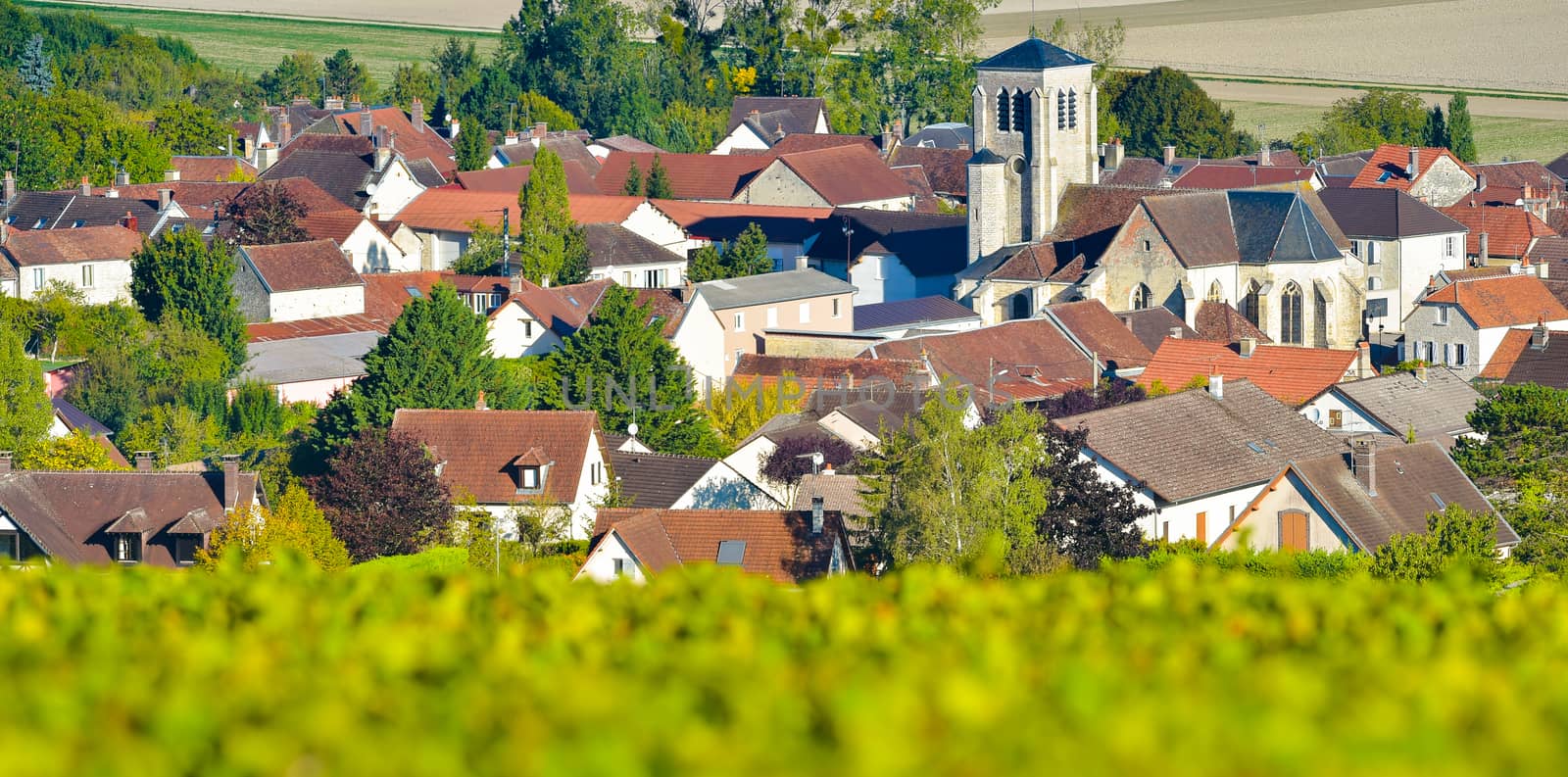 Champagne vineyards in the Cote des Bar area of the Aube department near to Celles sur Ource Champagne-Ardennes, France, Europe