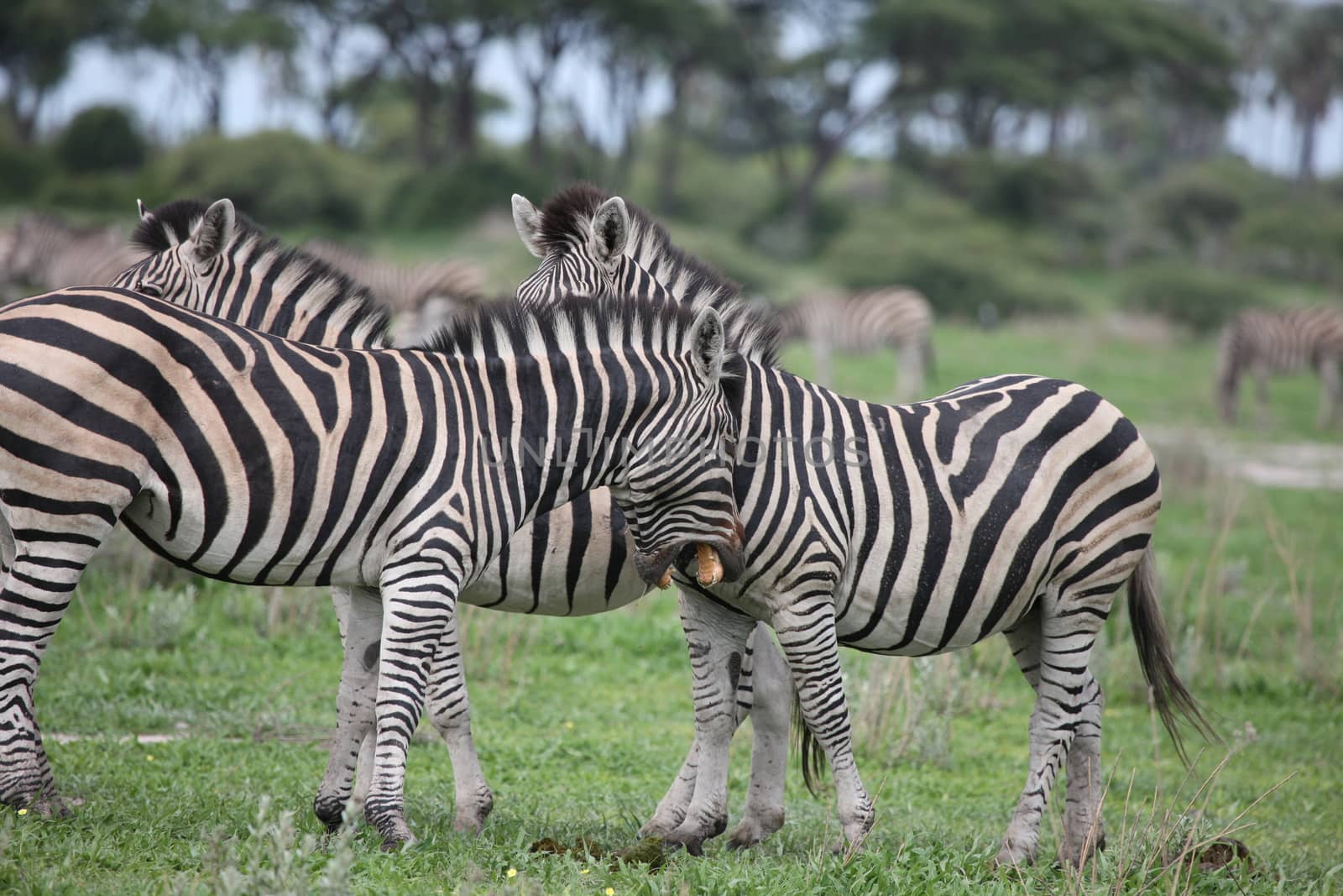 Zebra Botswana Africa savannah wild animal picture by desant7474