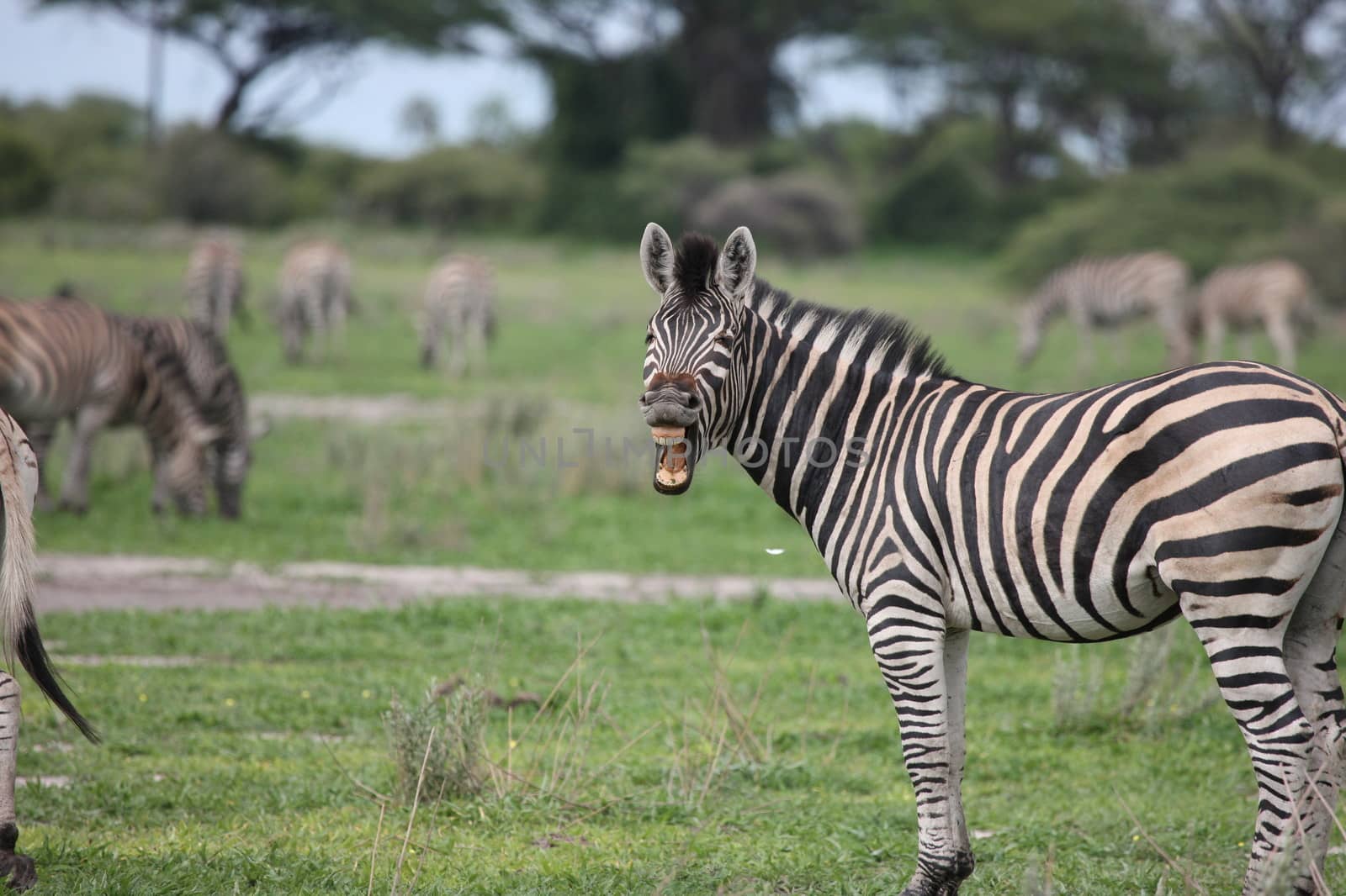 Zebra Botswana Africa savannah wild animal picture by desant7474