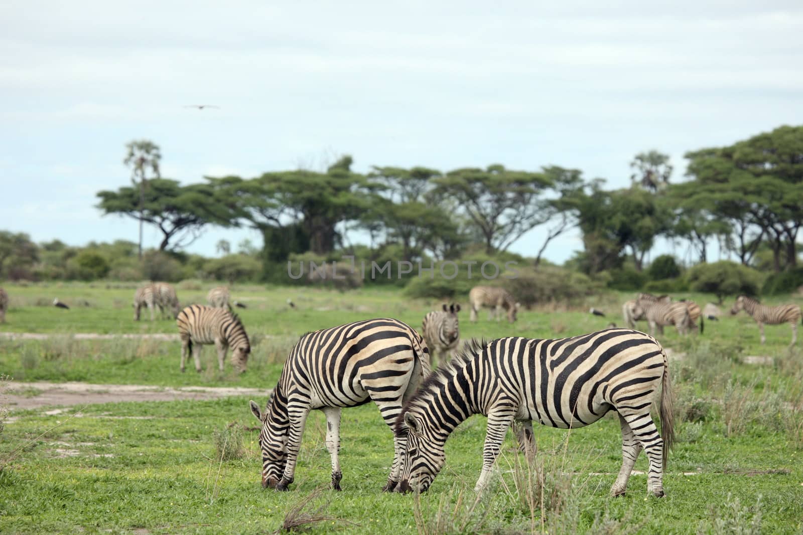 Zebra Botswana Africa savannah wild animal picture