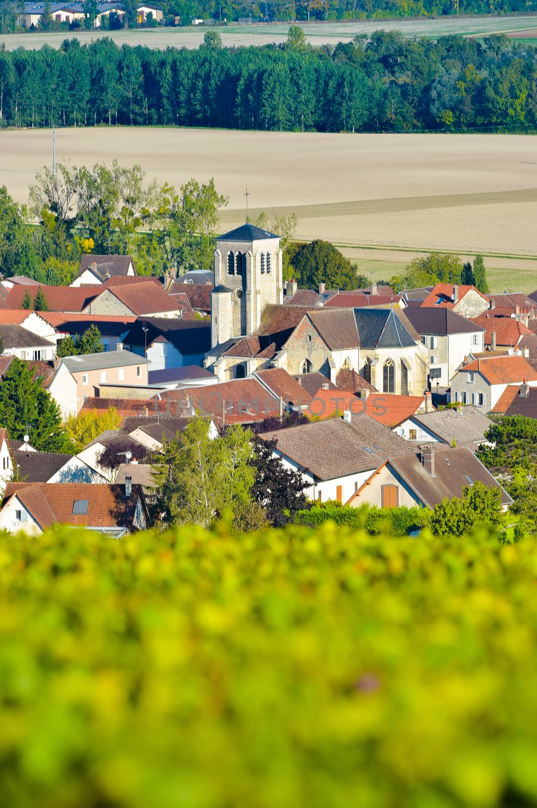 Champagne vineyards in the Cote des Bar area of the Aube department near to Celles sur Ource Champagne-Ardennes, France, Europe