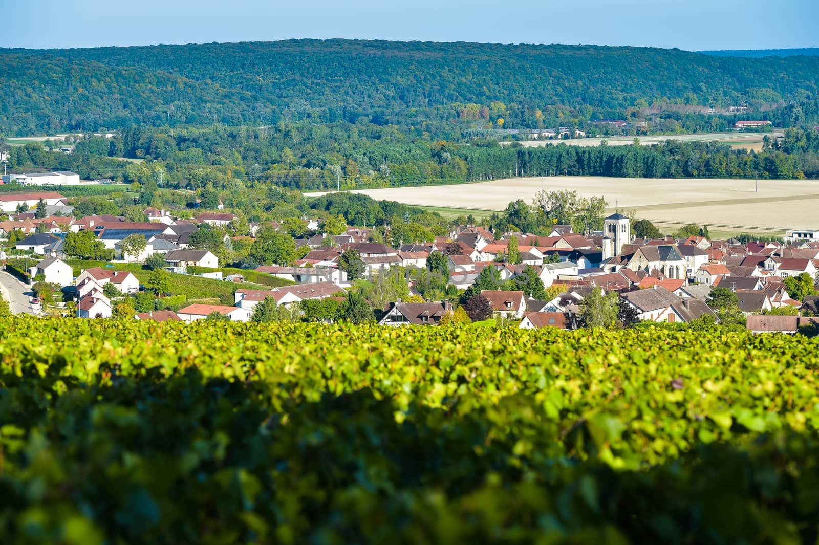 Champagne vineyards in the Cote des Bar area of the Aube department near to Celles sur Ource Champagne-Ardennes, France, Europe