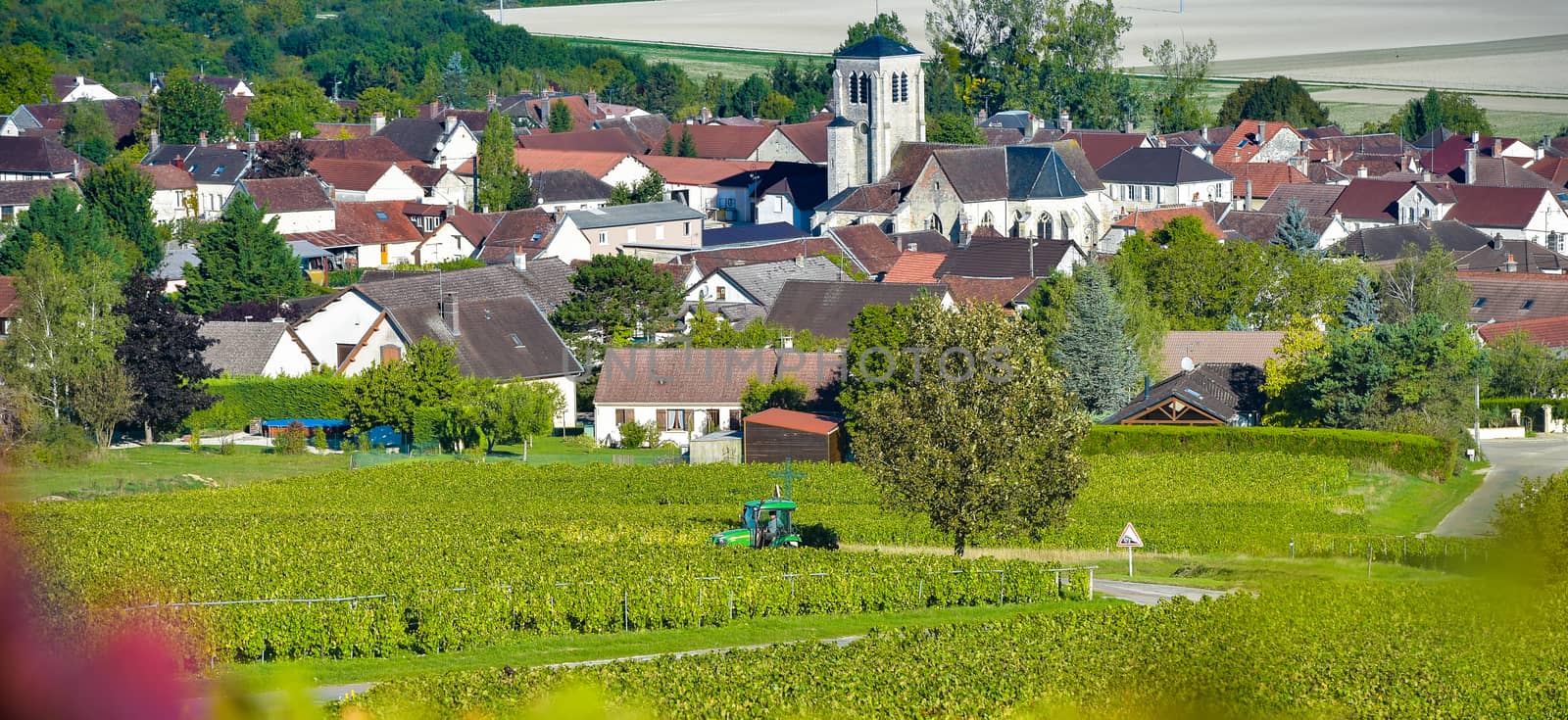 Champagne vineyards in the Cote des Bar area of the Aube department near to Celles sur Ource Champagne-Ardennes, France, Europe