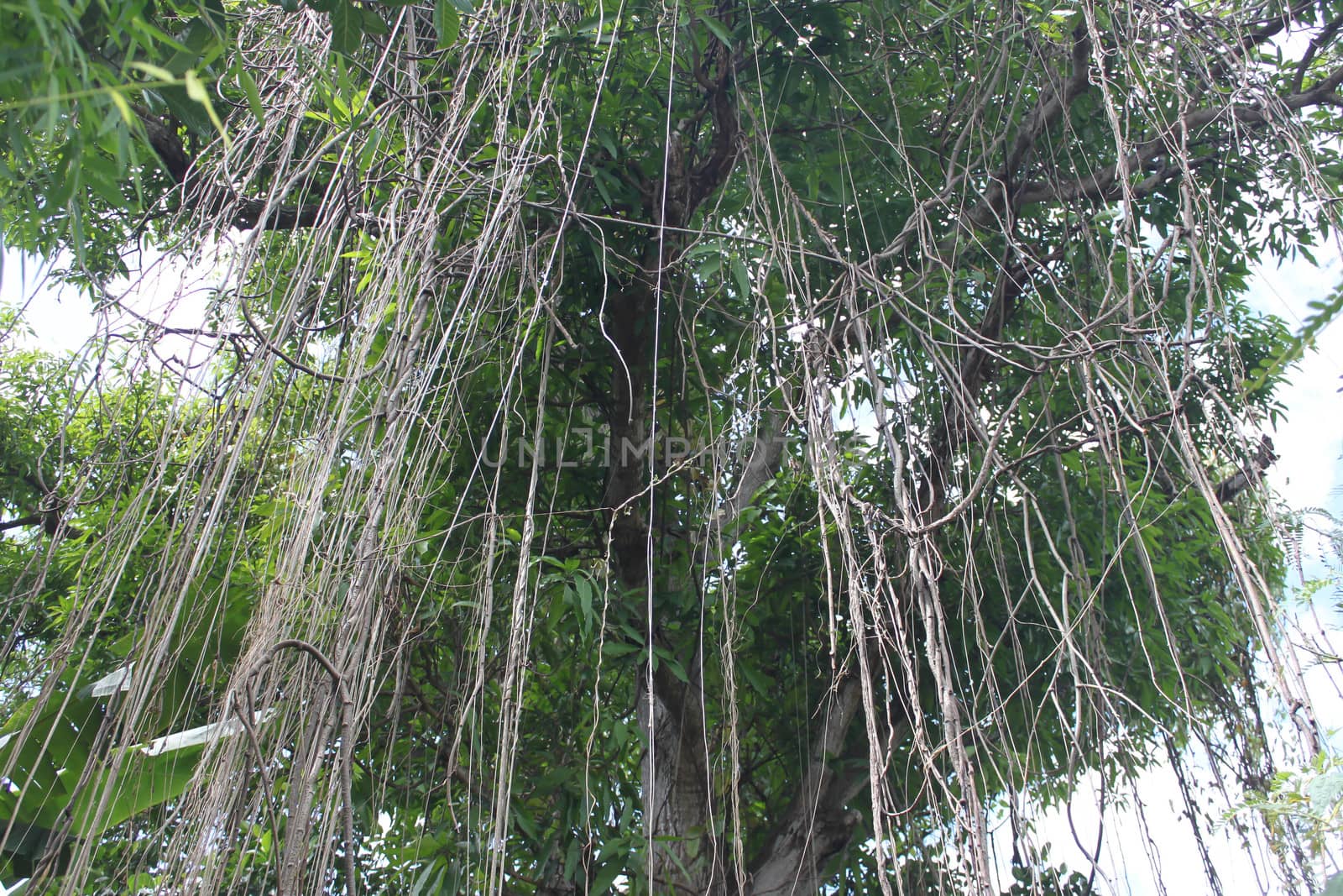 Vines from the tree line to the ground.