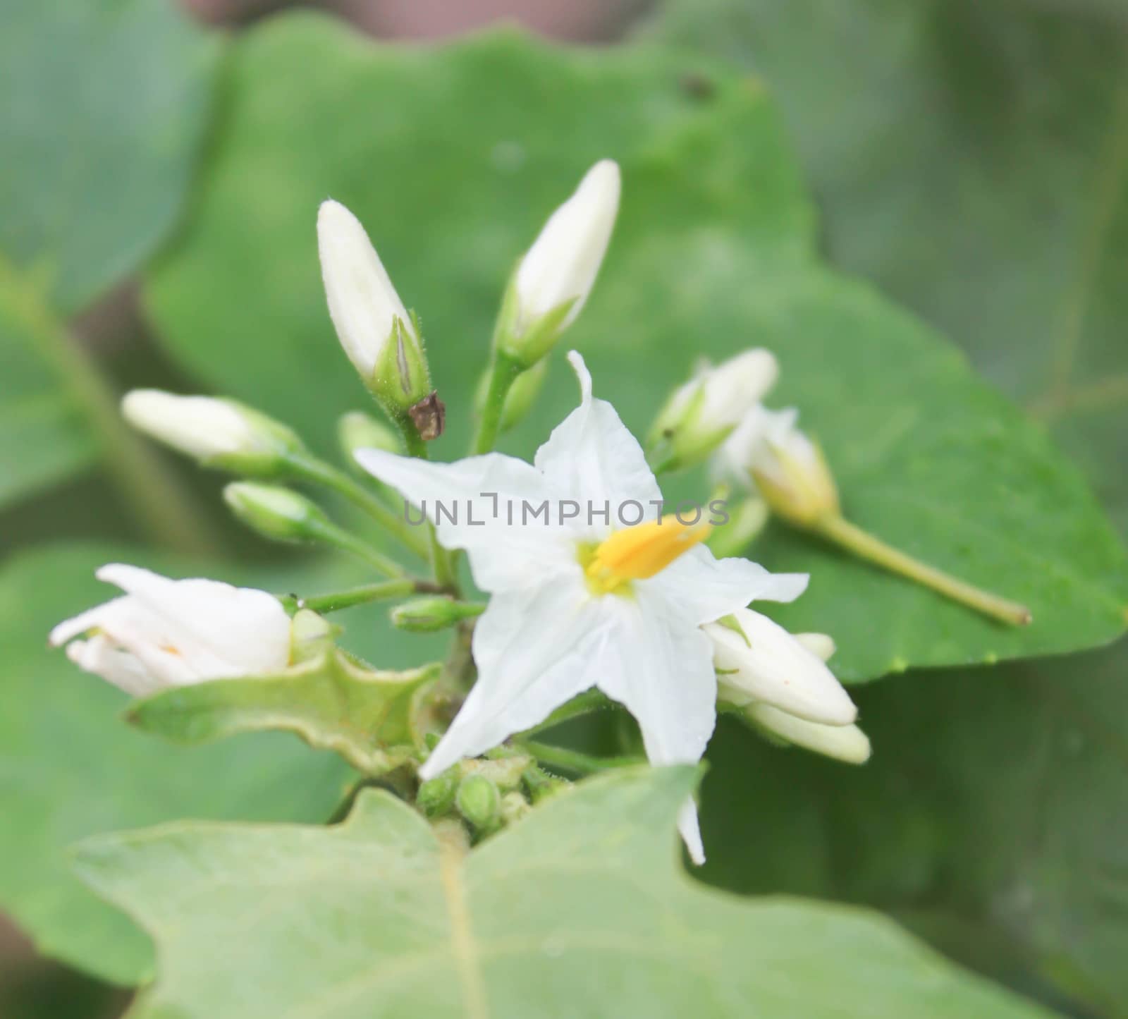 eggplant flower
White is a vegetable in Thailand.