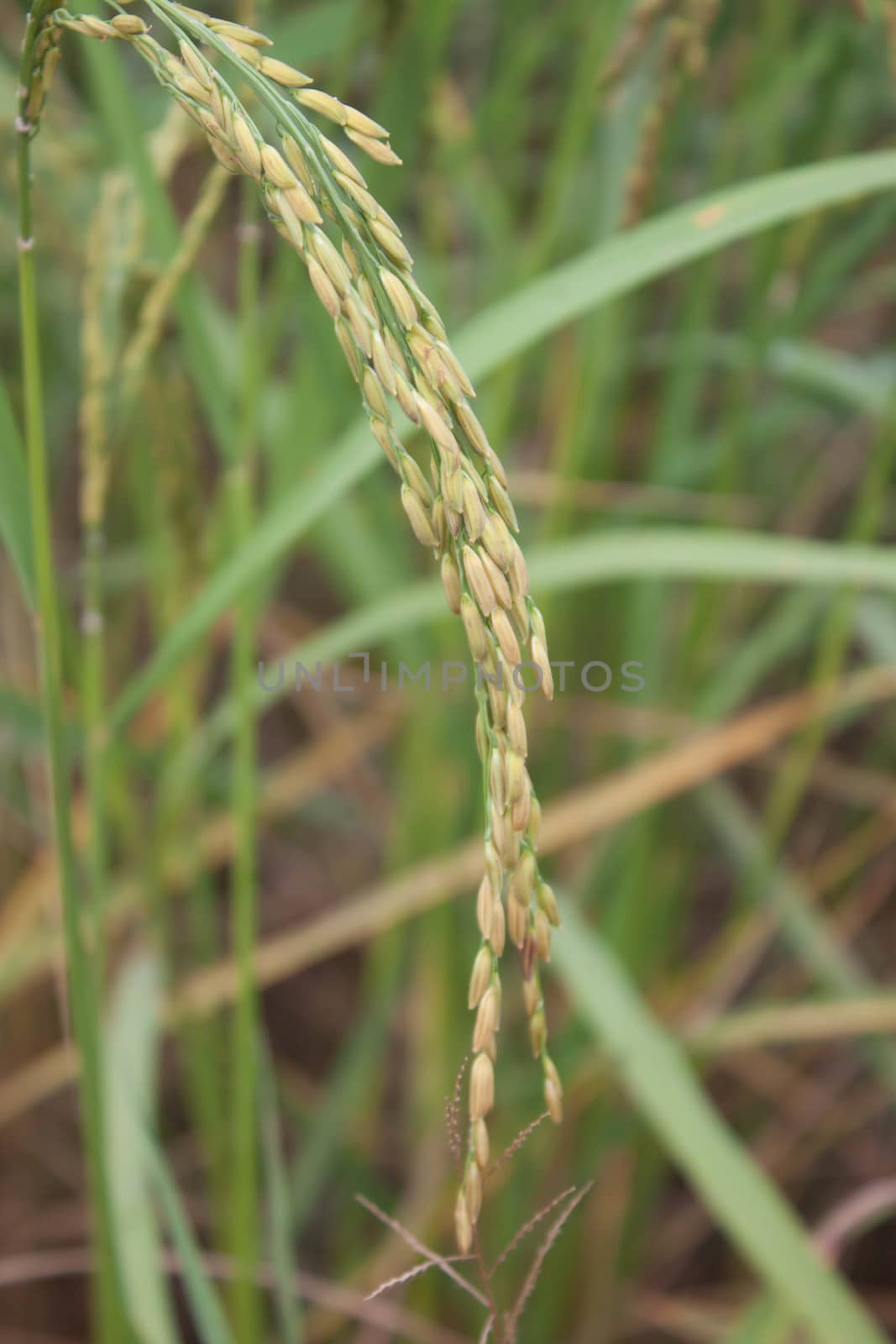 Golden Rice is rice grown in Thailand.