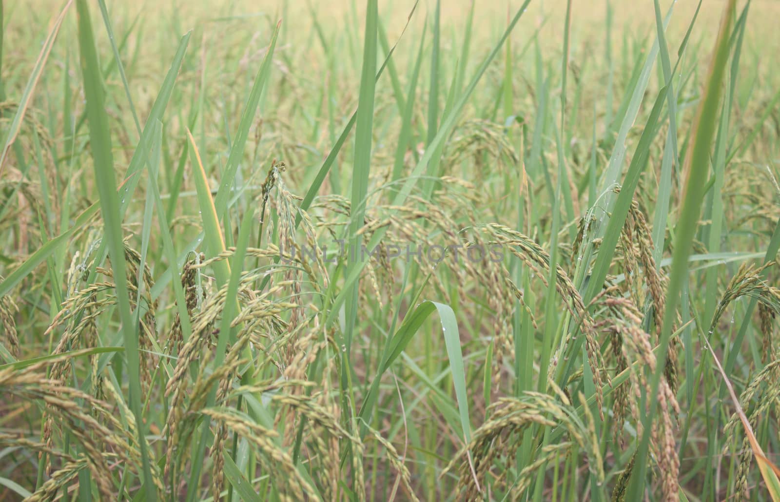 Golden Rice is rice grown in Thailand.