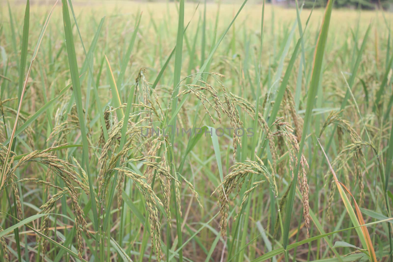 Golden Rice is rice grown in Thailand.