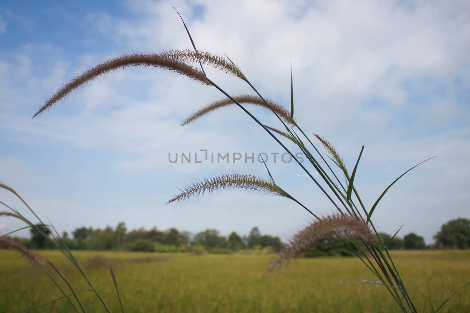 Grass at the roadside in Thailand.