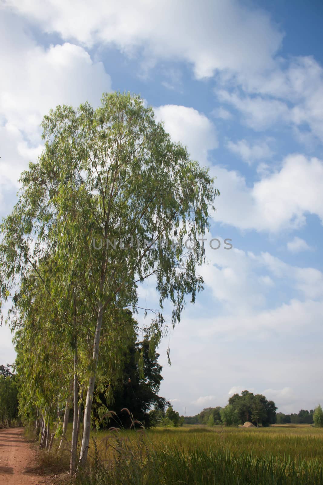 Eucalyptus trees, planted in the landscape.