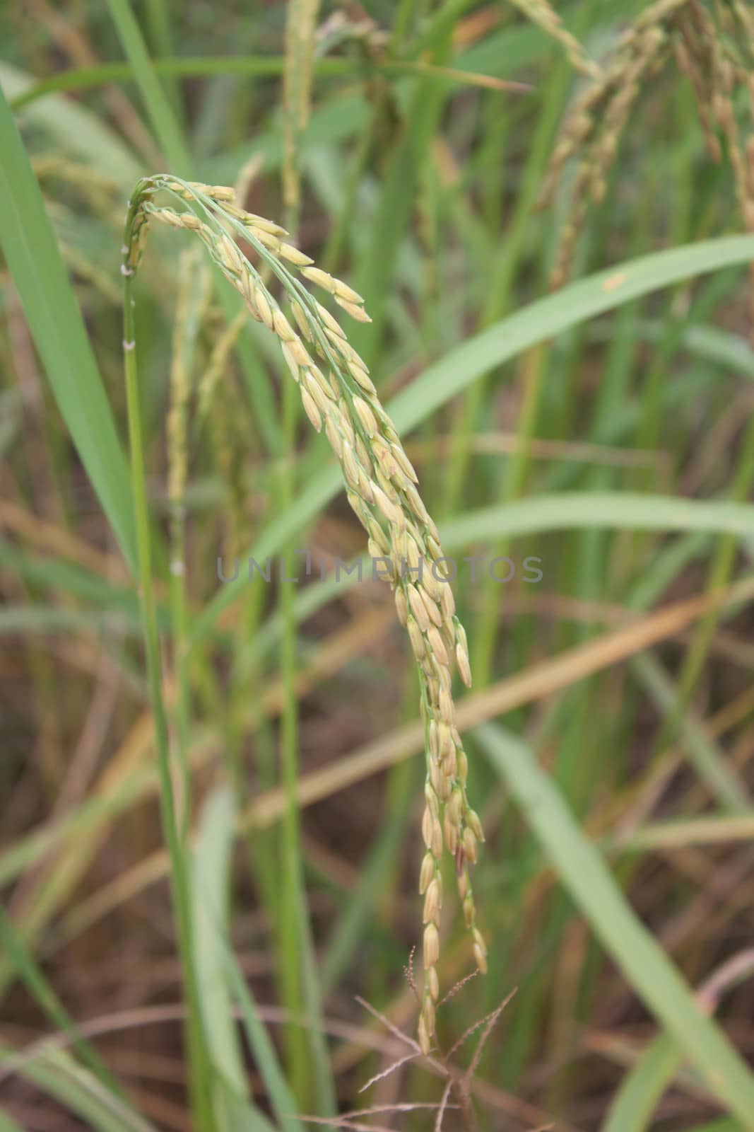 Golden Rice is rice grown in Thailand.