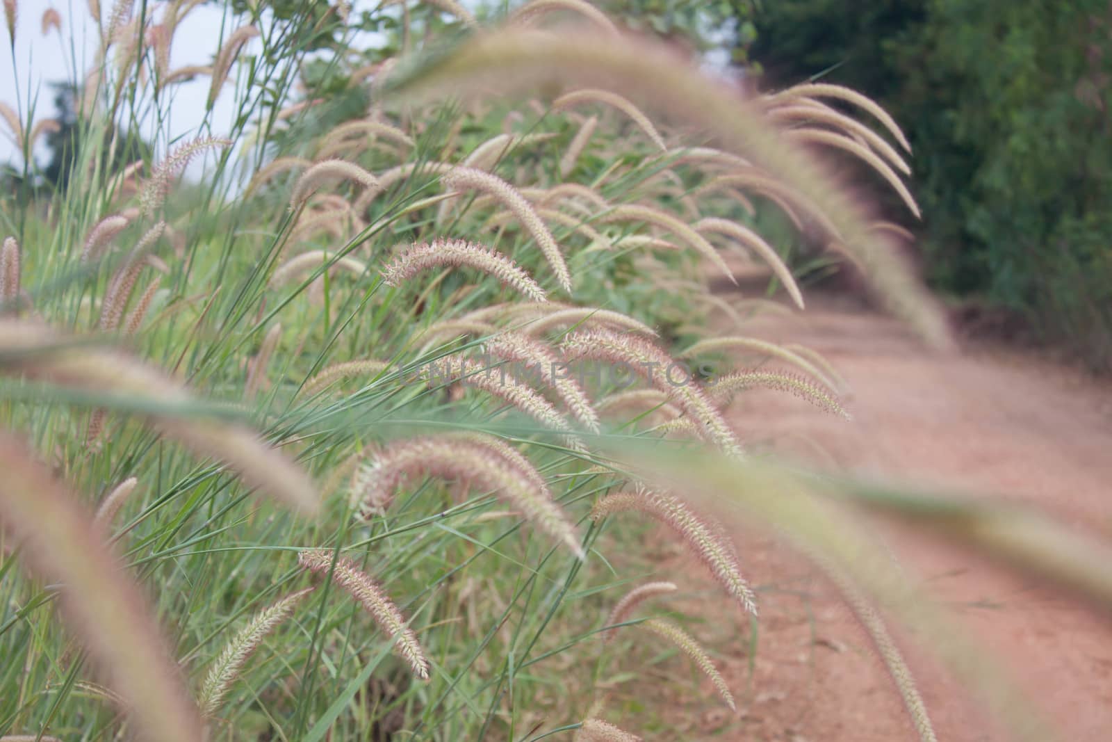 Grass at the roadside in Thailand.