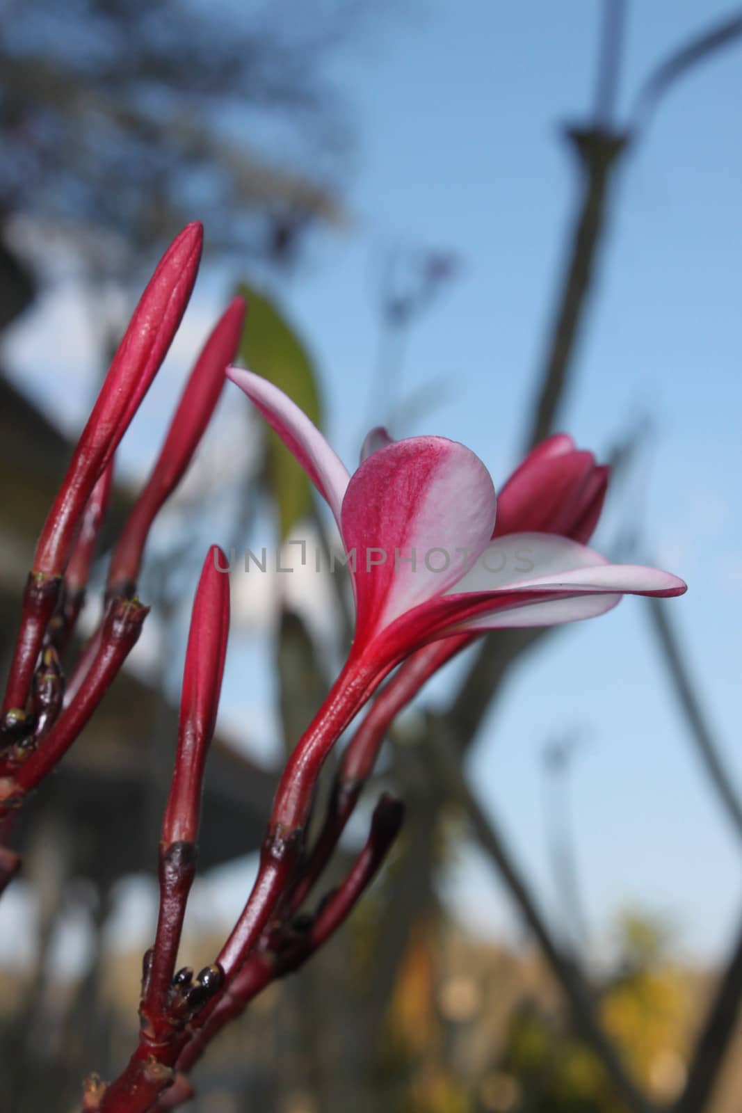 Plumeria flowers on the blue sky by primzrider