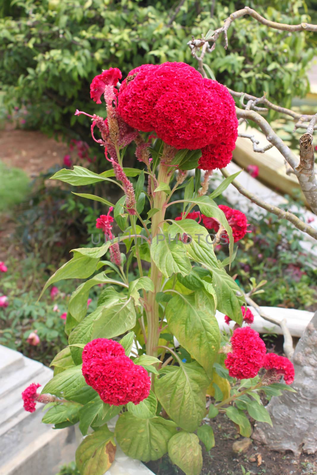 red cockscomb plants in the house.