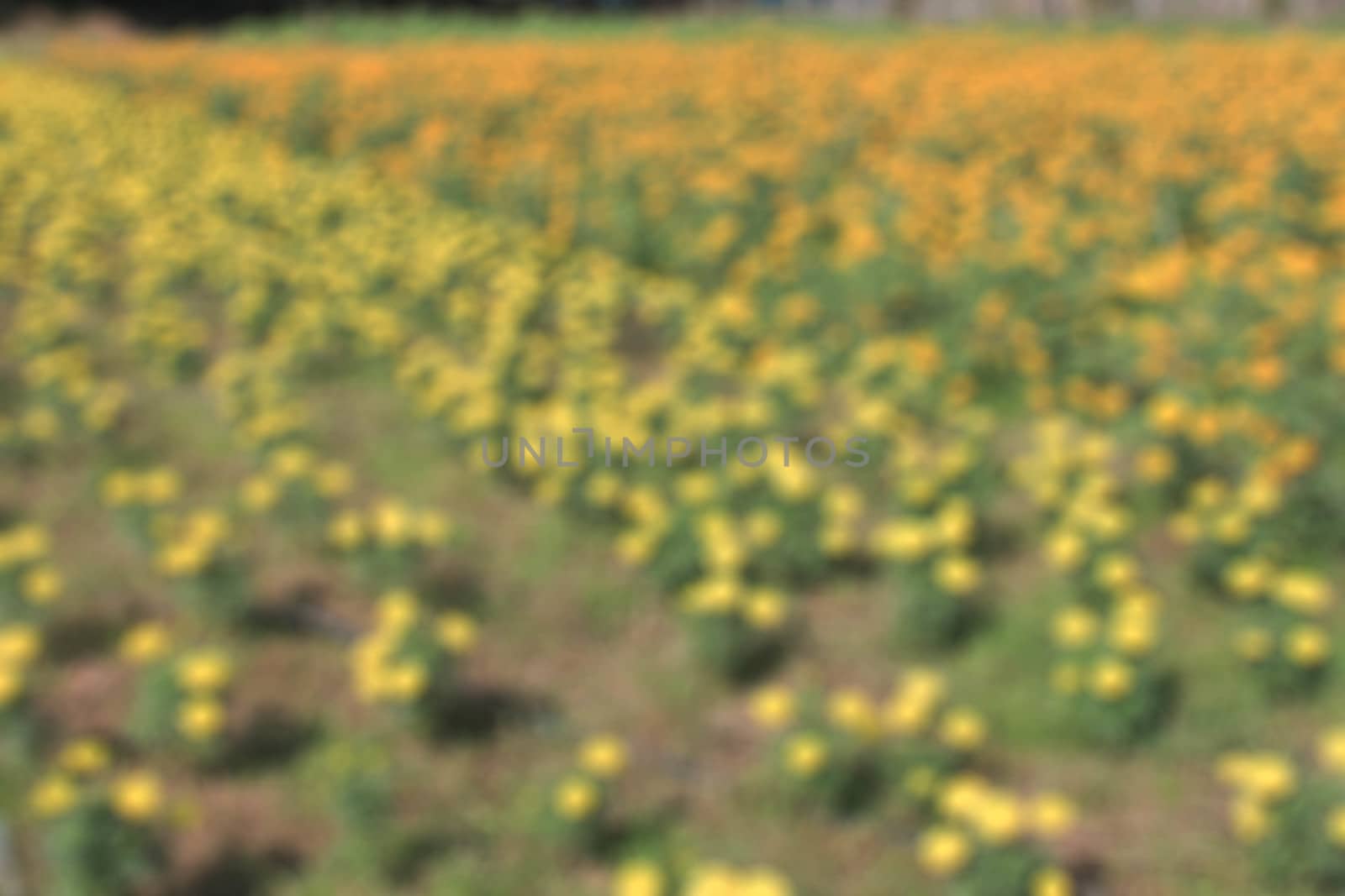 Garden marigold background blur