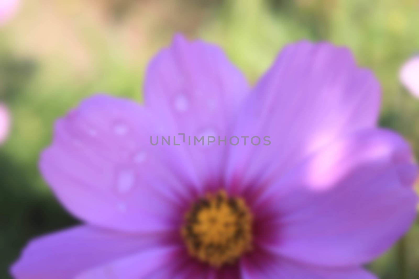 Light purple flowers with water drops wallpaper.