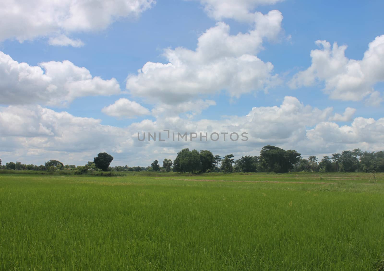 Thailand field with blue and green trees.