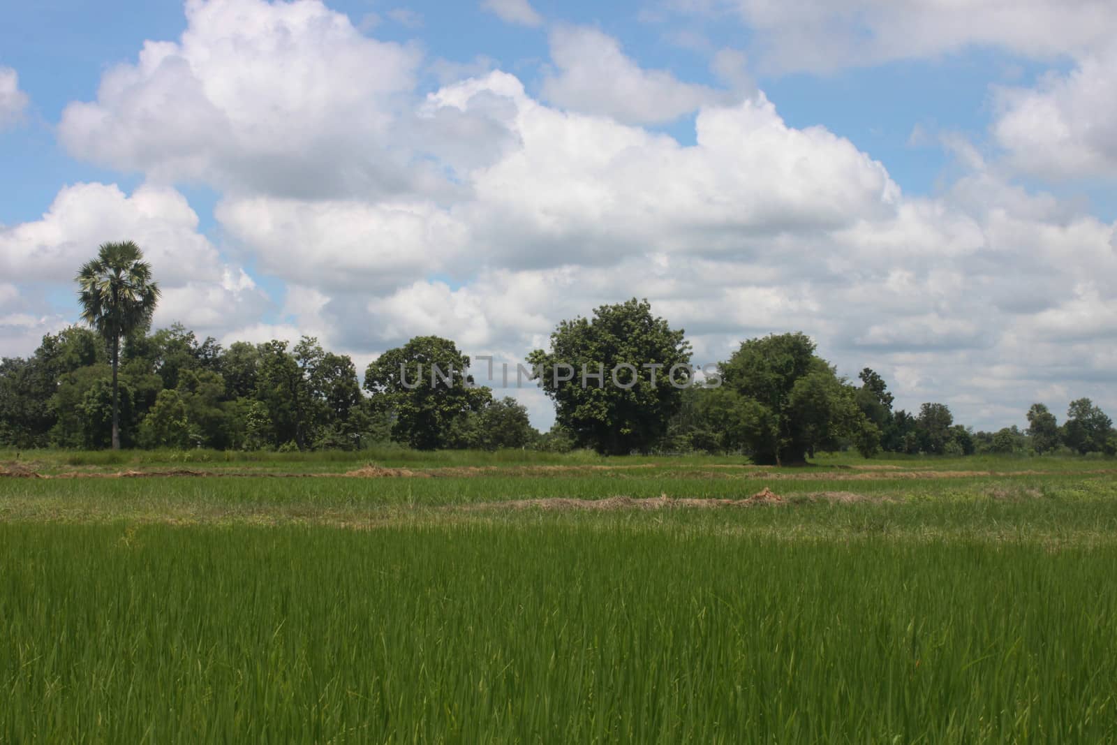 Thailand field with blue and green trees.