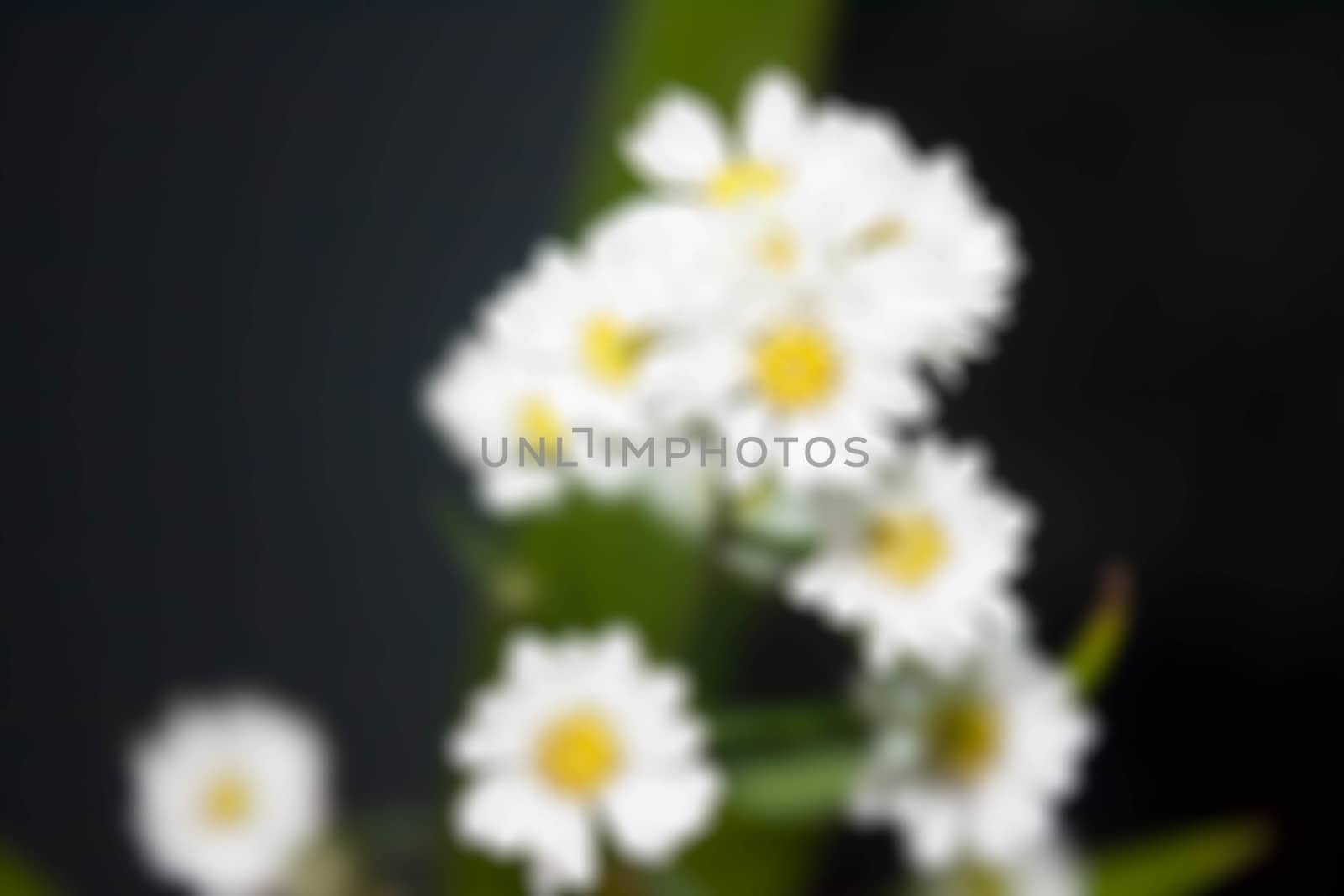White Flower blur by primzrider