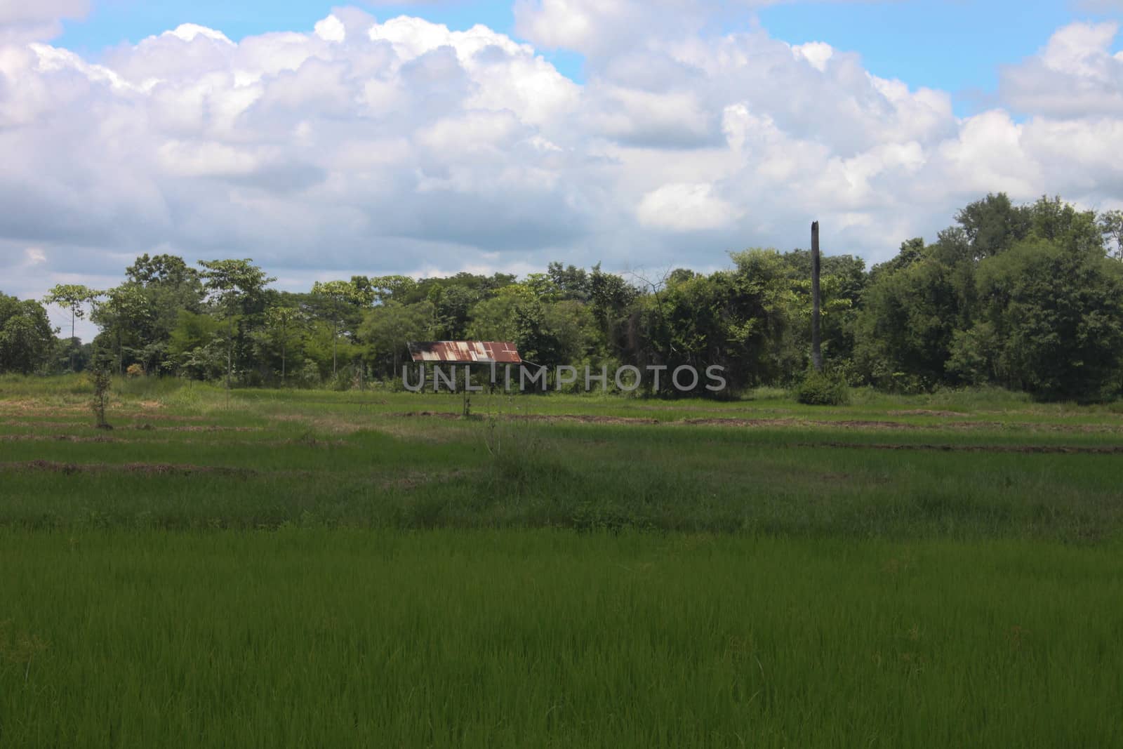 Thailand field with blue and green trees.