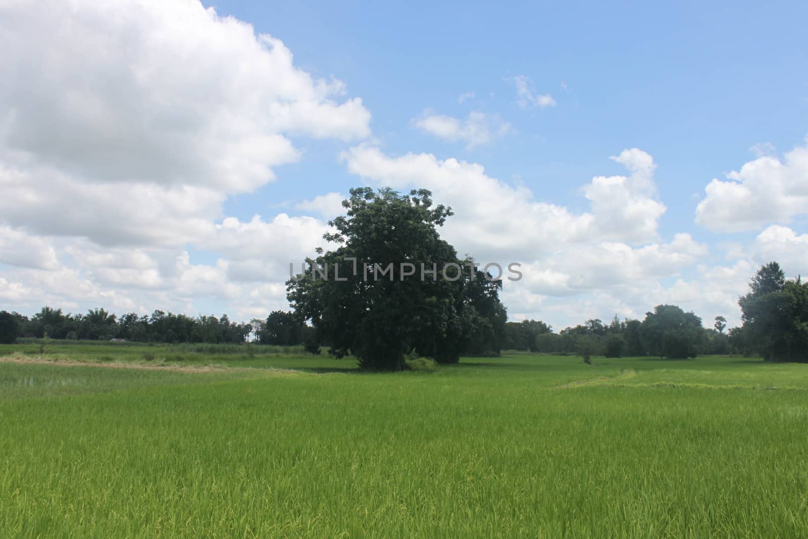 Thailand field with blue and green trees.