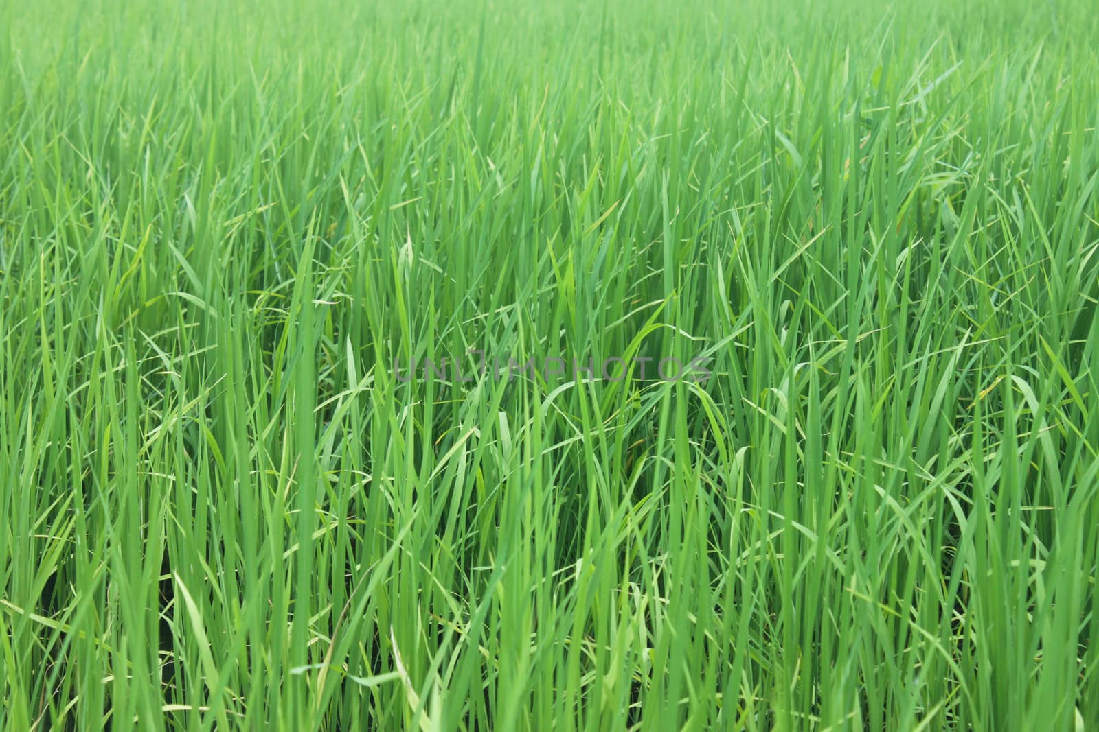 Rice background
