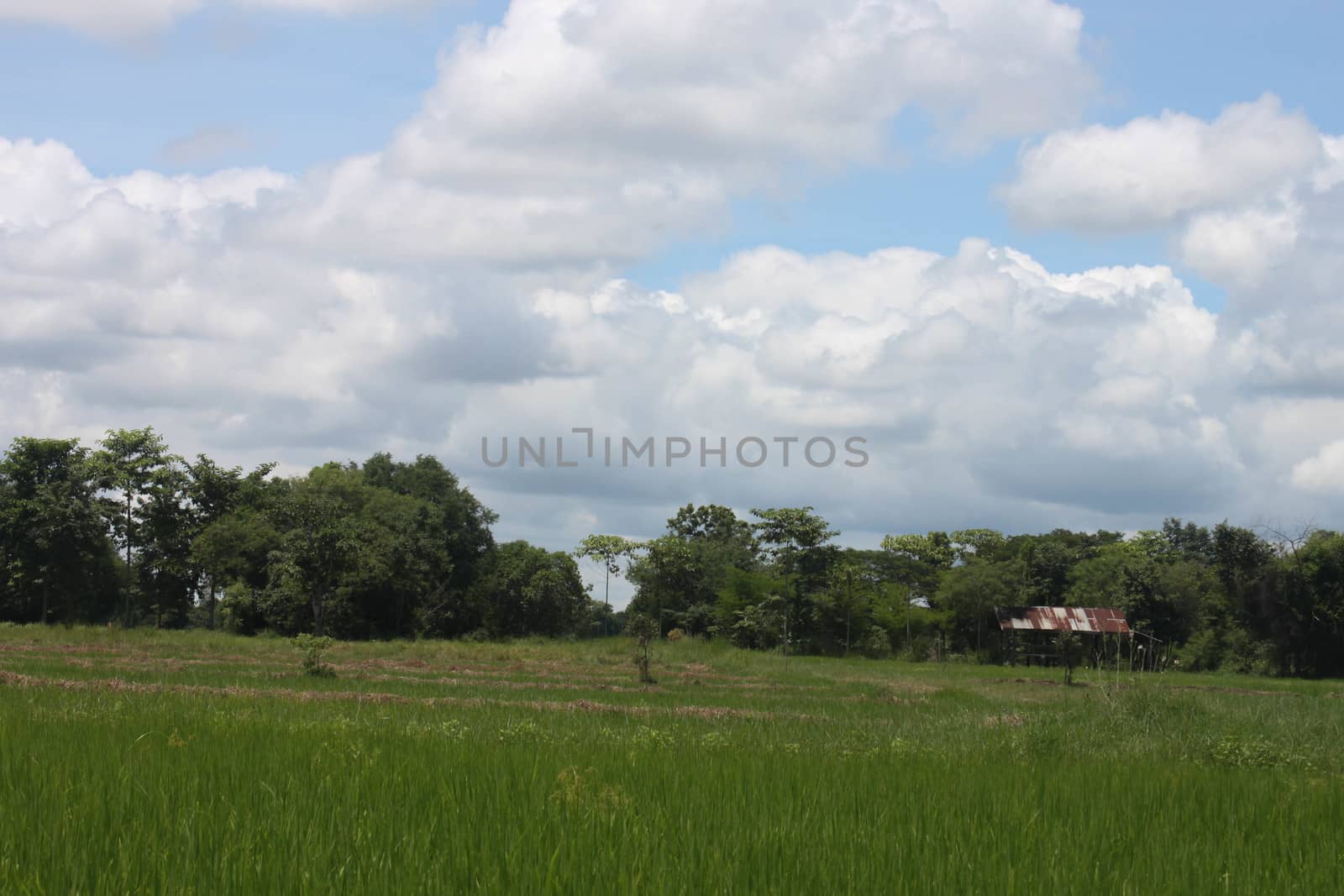 Thailand field with blue and green trees.