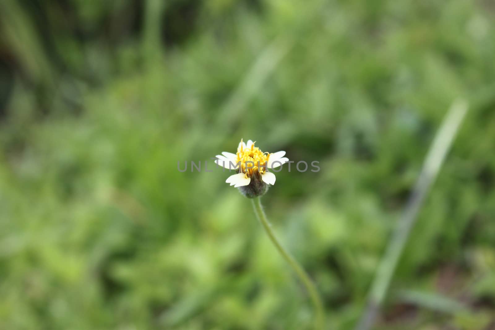 grass on the background