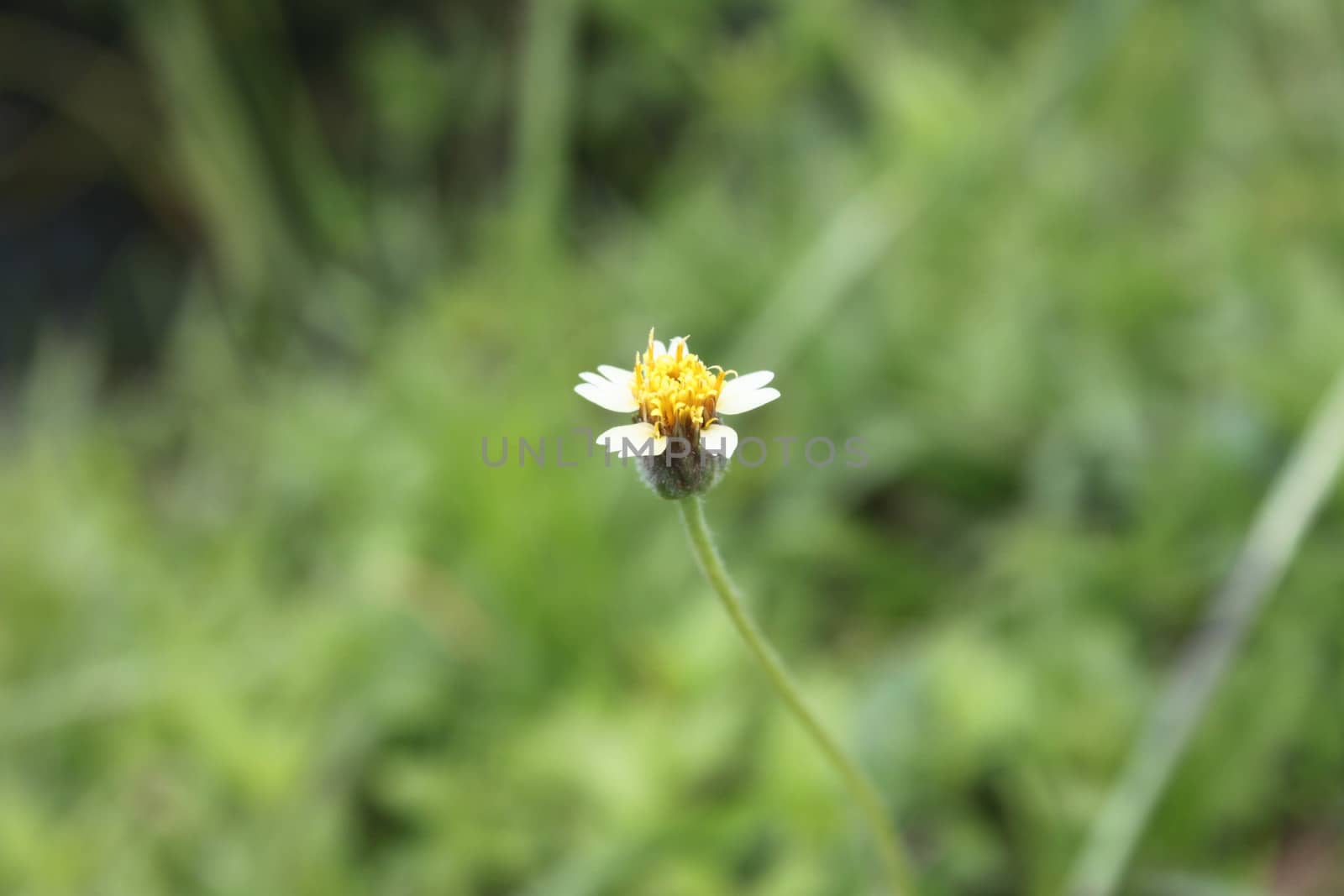 grass on the background