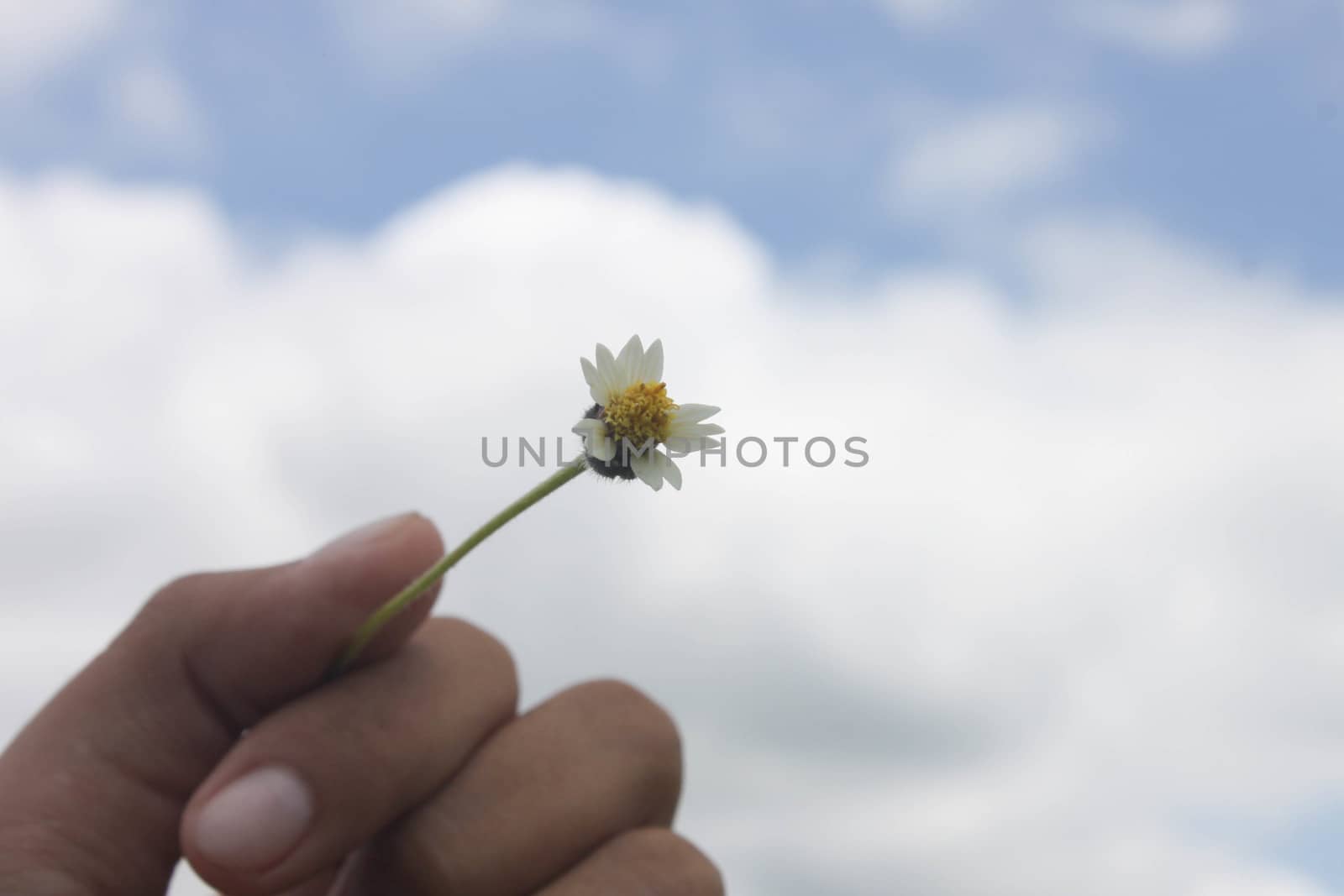 Grant Flower in sky background