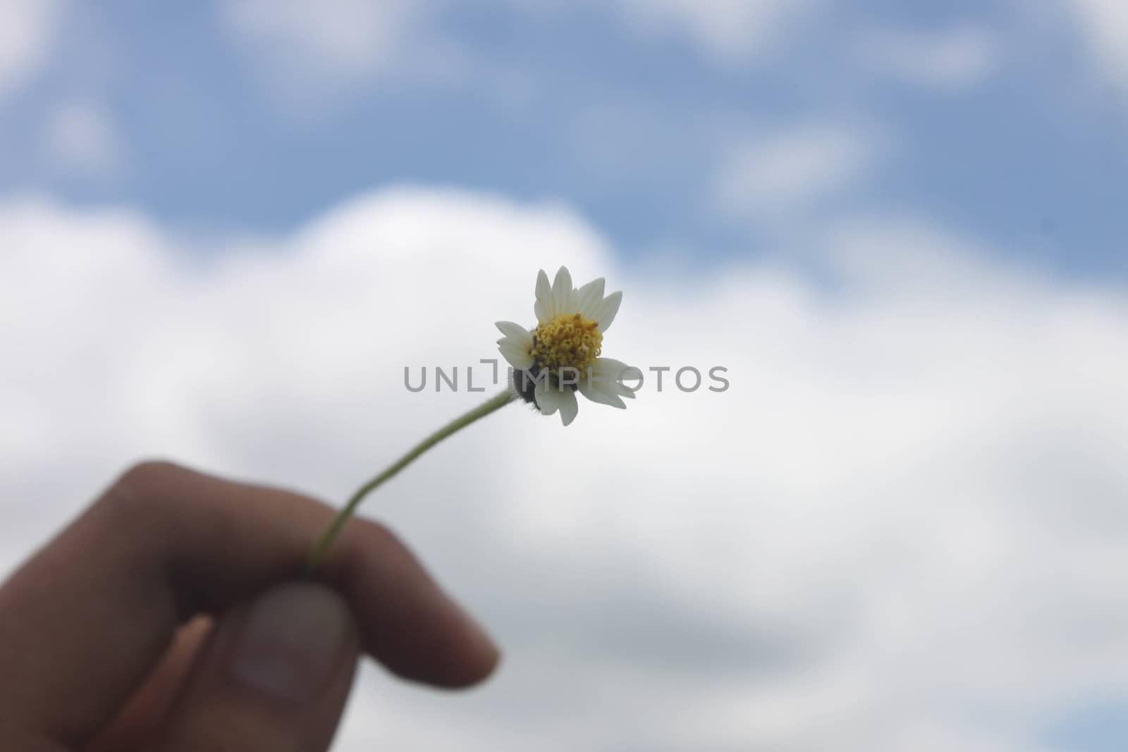 Grant Flower in sky background by primzrider