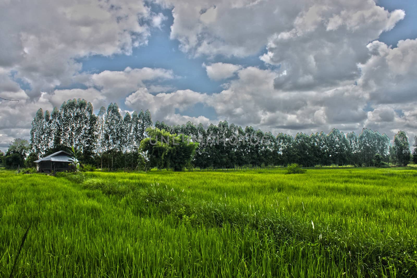 Thailand rice fields in the growing season, farmers have accommodation.