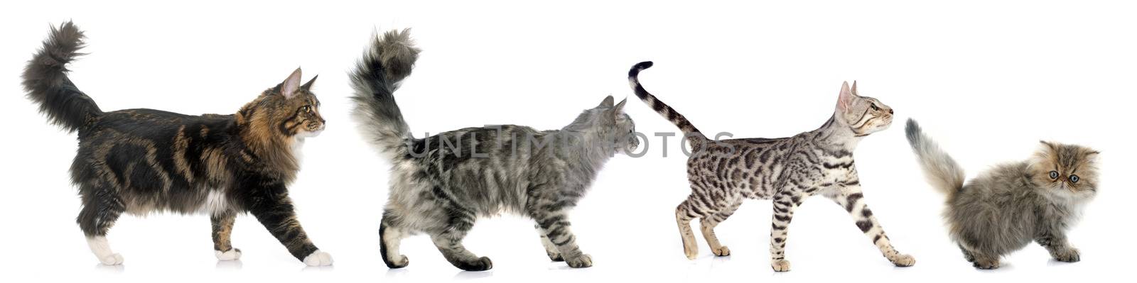 four walking cats in front of white background