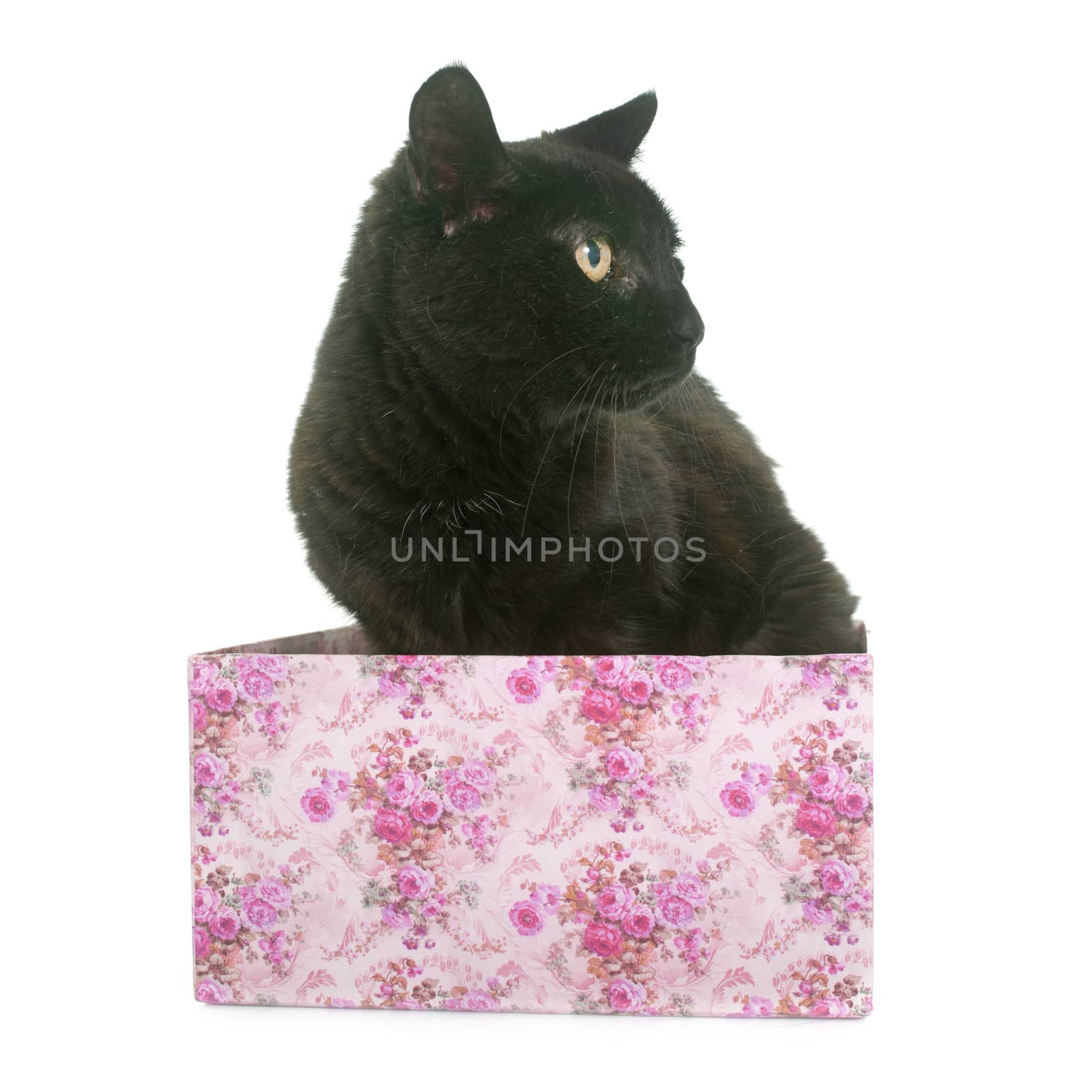old black cat in front of white background
