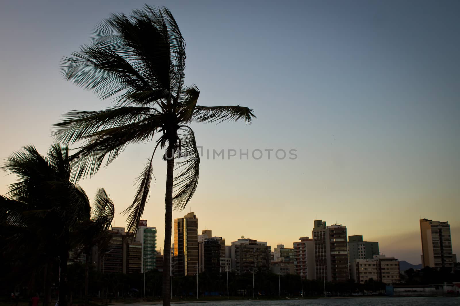 Palm tree by gigiobbr