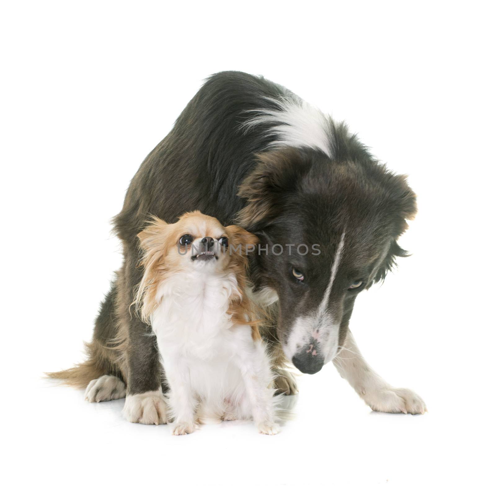 border collie and chihuahua in front of white background