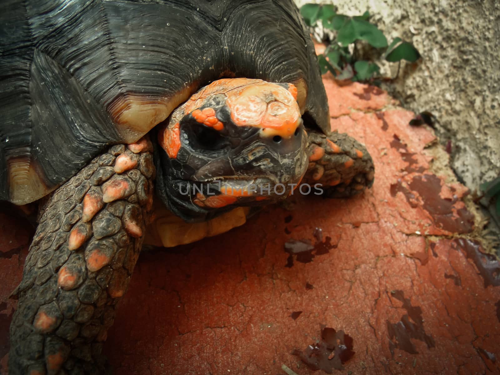 Close up of a tortoise