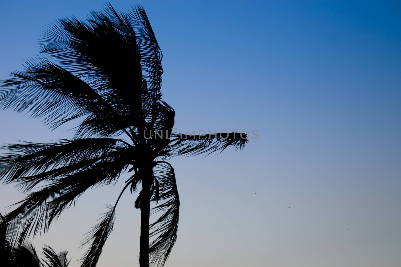 silhouette of a palm tree against blue sky