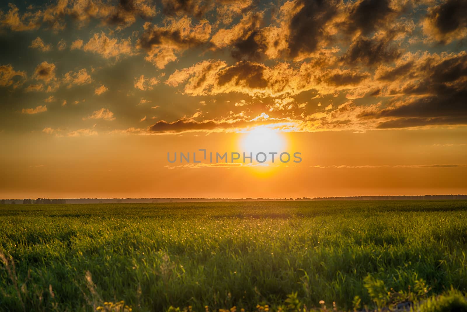 Field of green grass and sunset with stormy clouds. HDR photo