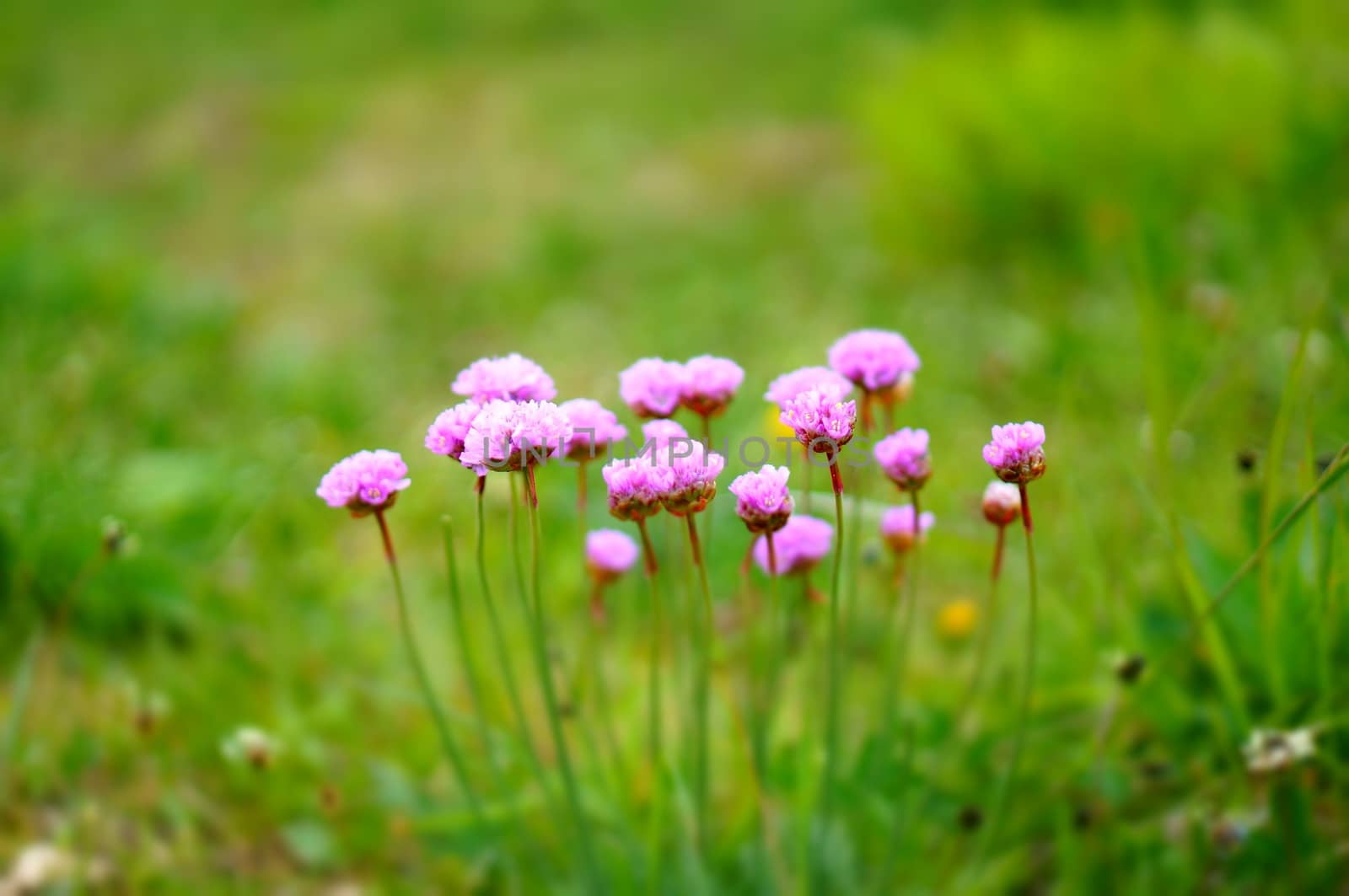 Flowers in a field