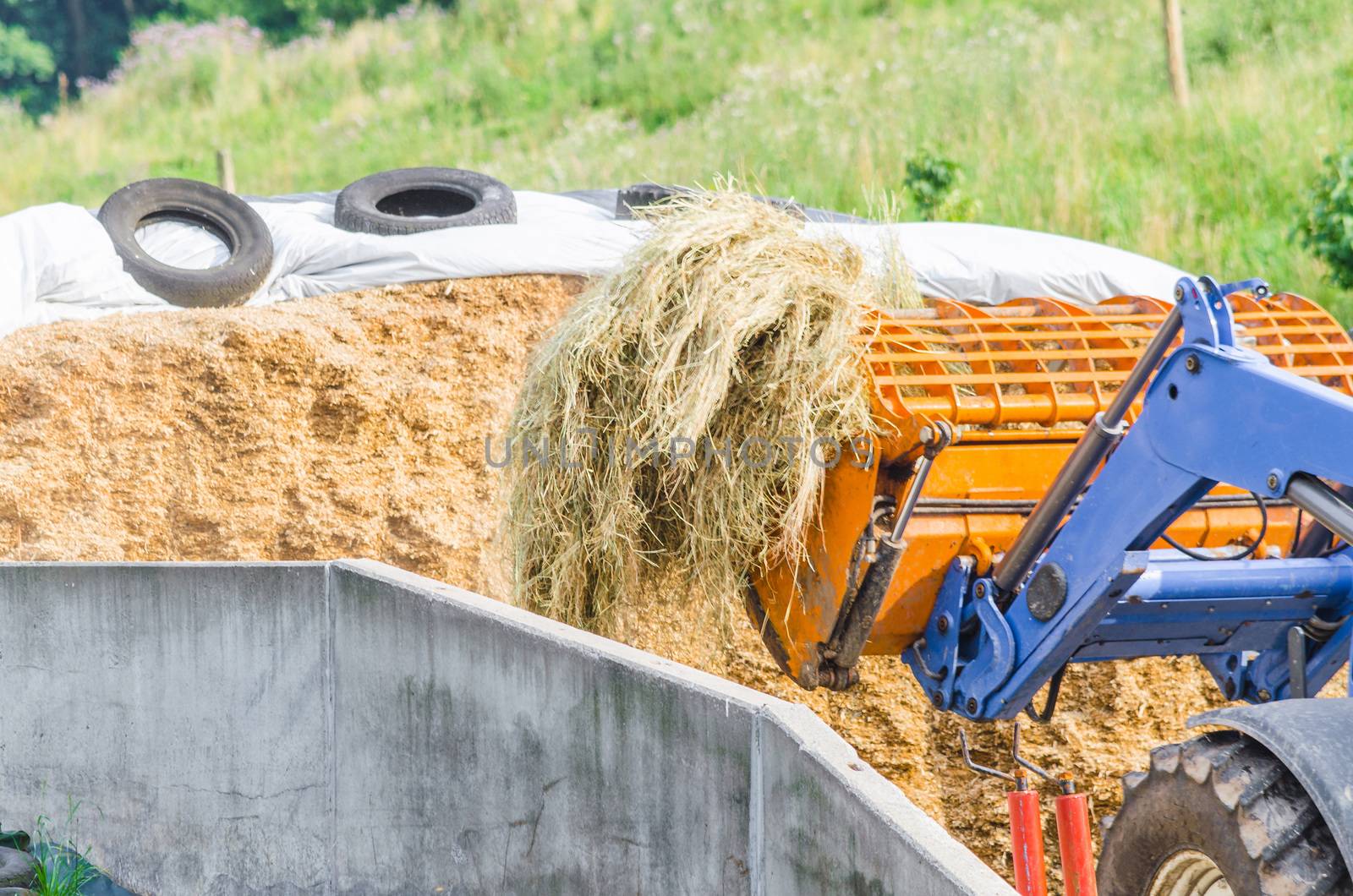 Silage, silage fodder in the silo as feed for farm animals or alternative power generation.