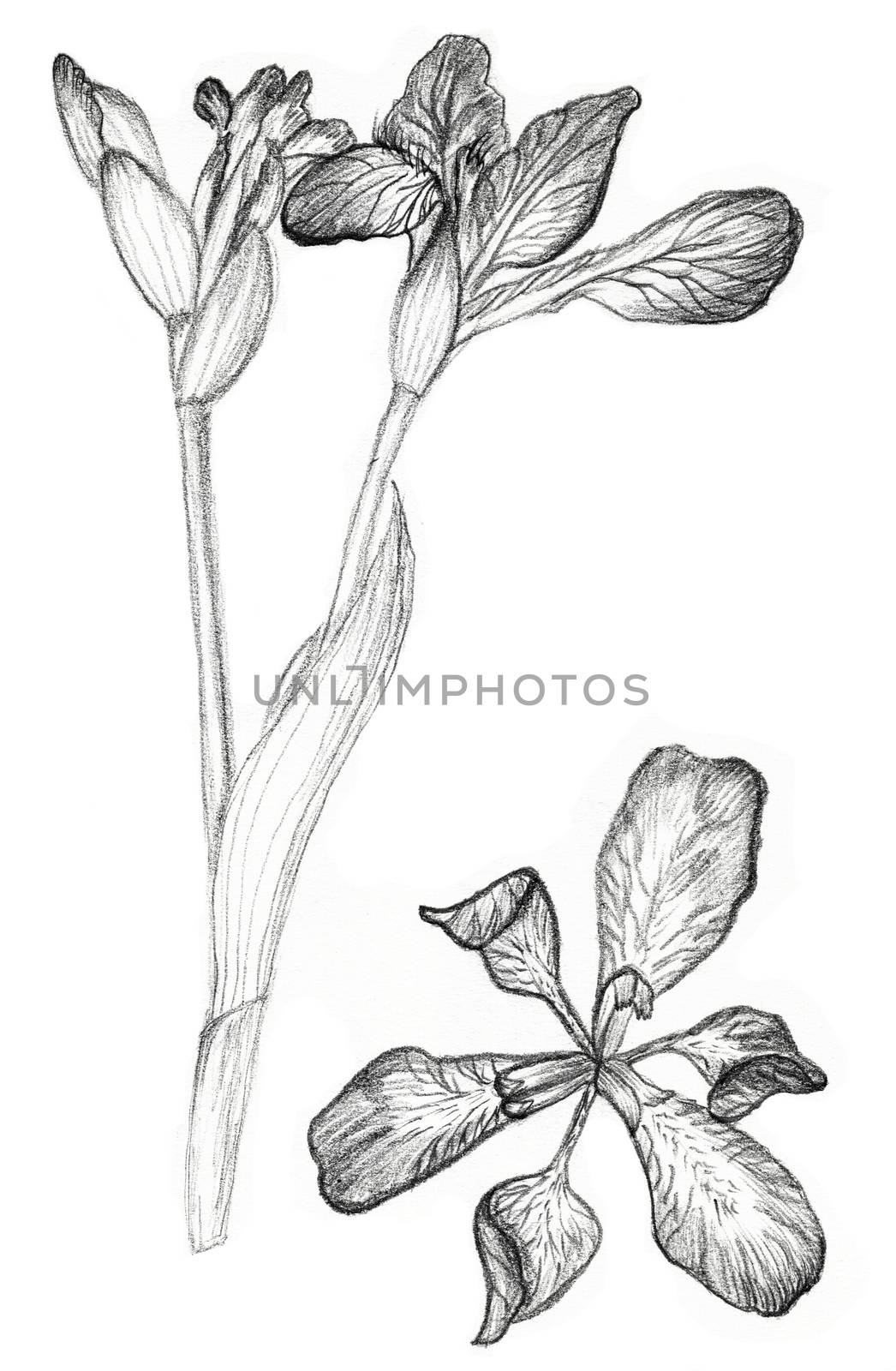 Iris flower drawing on white background. Fast pencil sketch