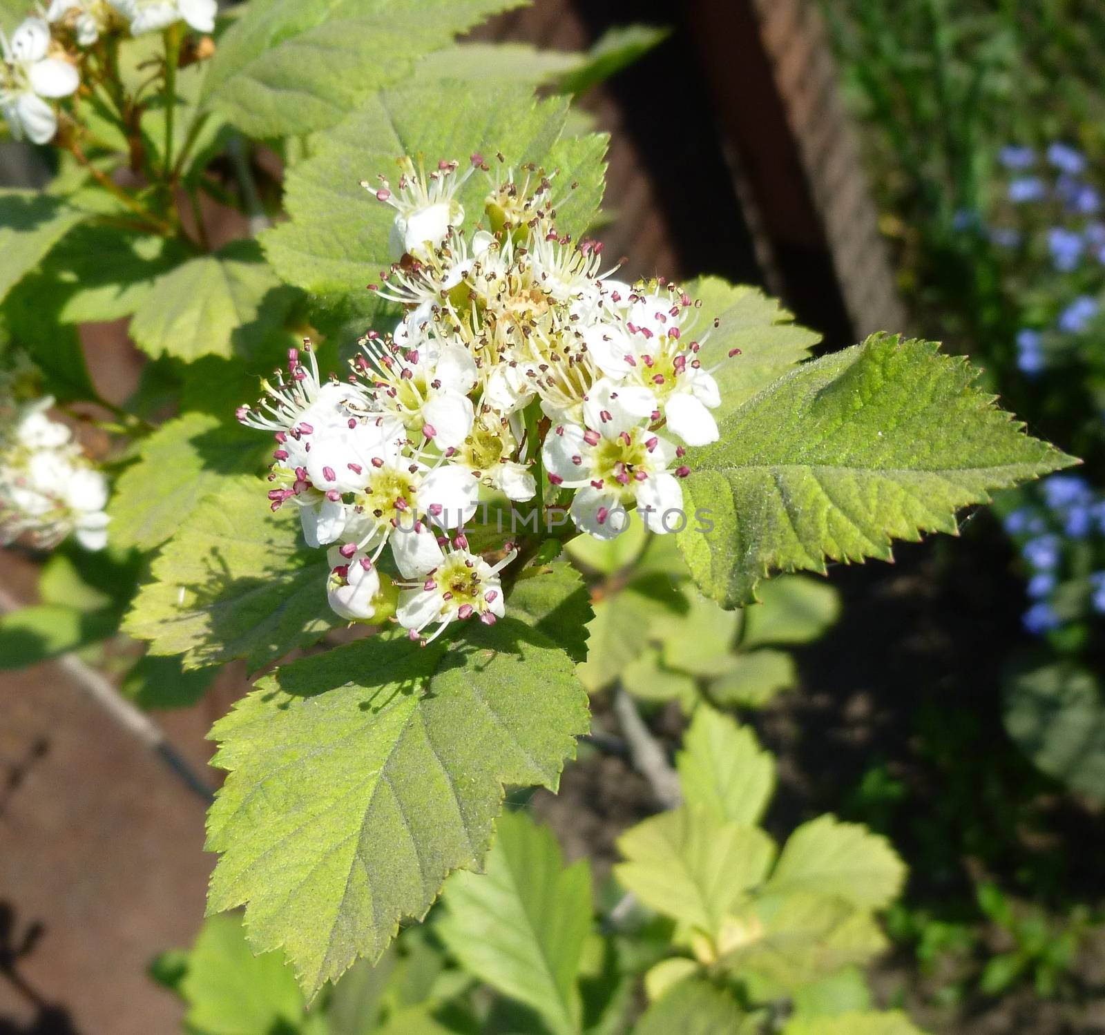 Hawthorn, Crataegus monogyna branch with flowers by Julia_Faranchuk