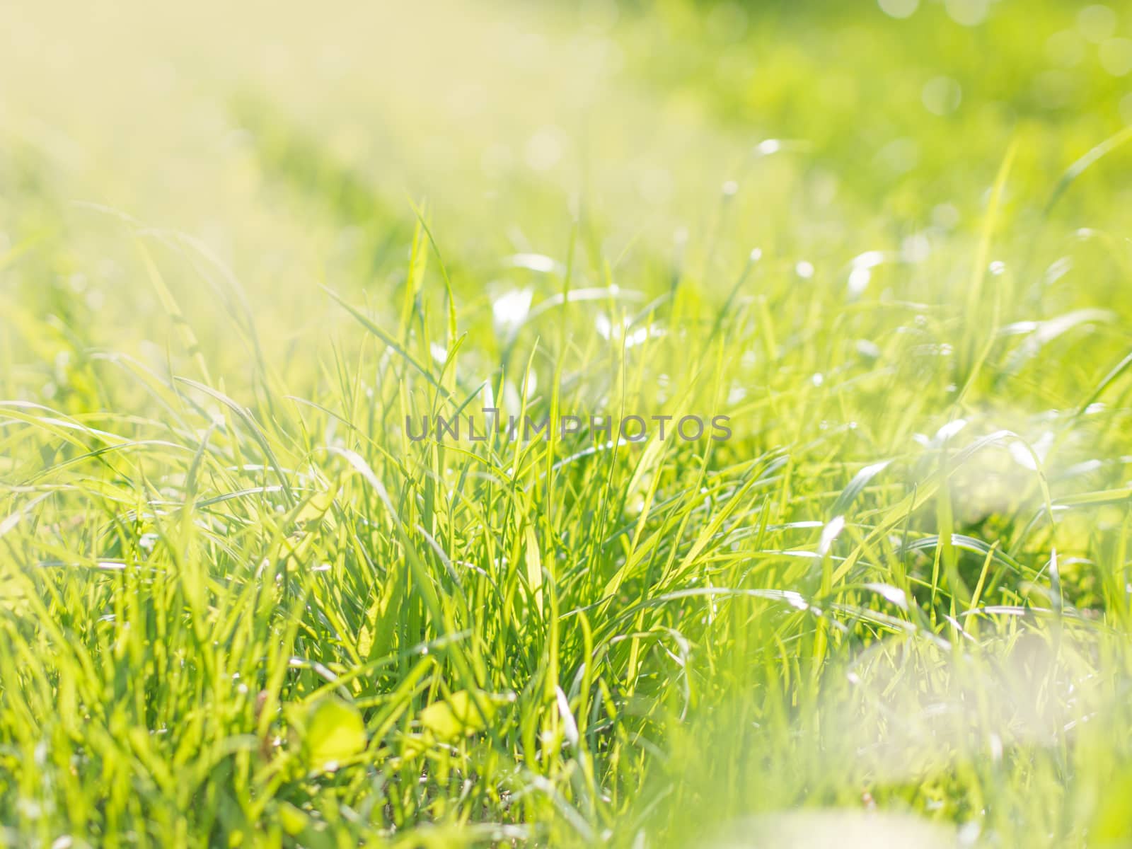 Beautiful Nature Blurred Background. Green Bokeh. Summer or spring backdrop with fresh green grass and sun flares