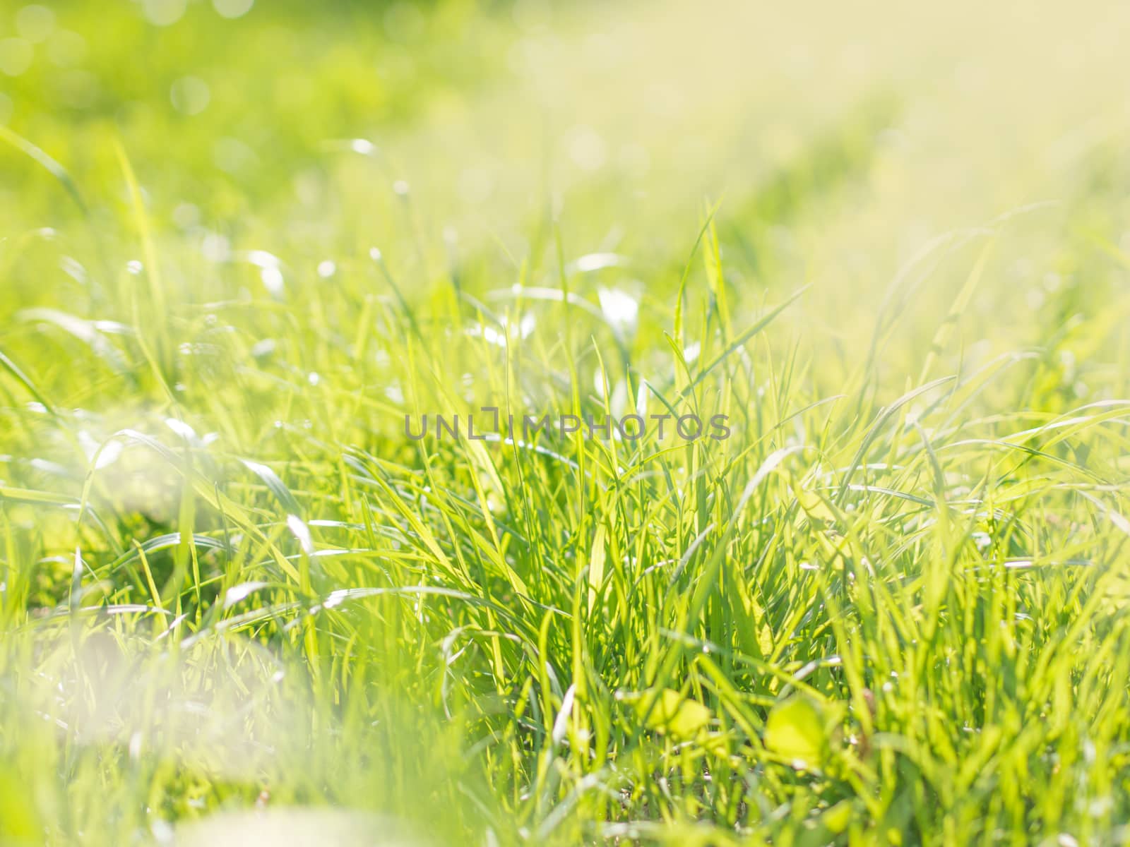 Beautiful natural green grass blurred background by fascinadora