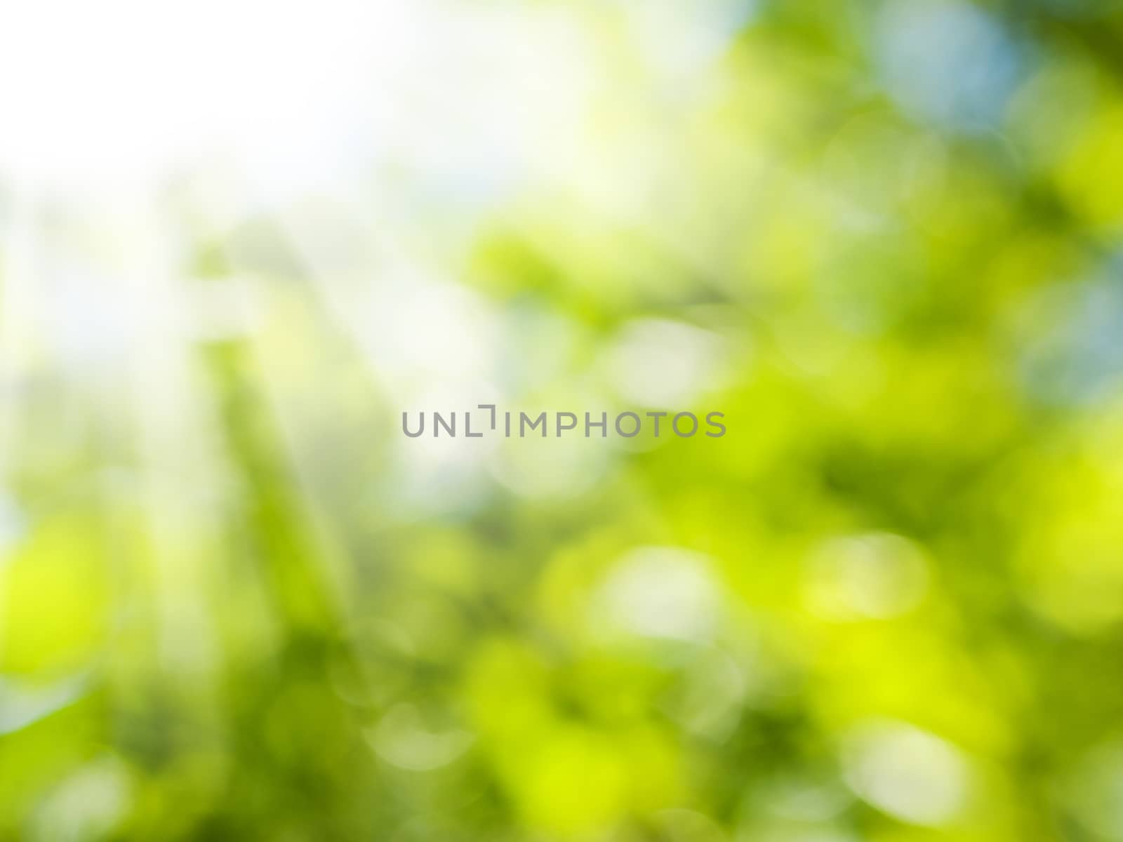 Beautiful Nature Blurred Background. Green Bokeh. Summer or spring backdrop with fresh green leaves and sun flares