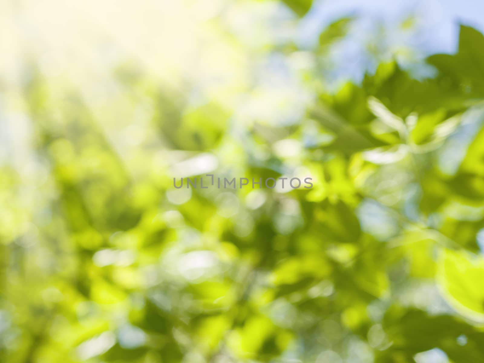 Beautiful natural green leaves blurred background by fascinadora