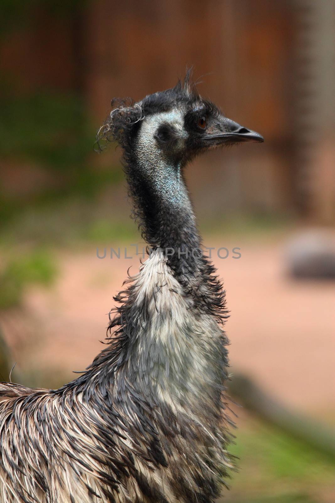 portrait photo of a emu bird